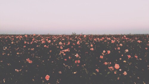 Picsart banner for @romanticize
