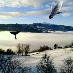 montain whale fog clouds
